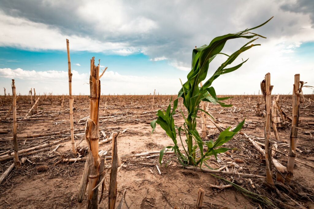 cambiamento climatico caffè